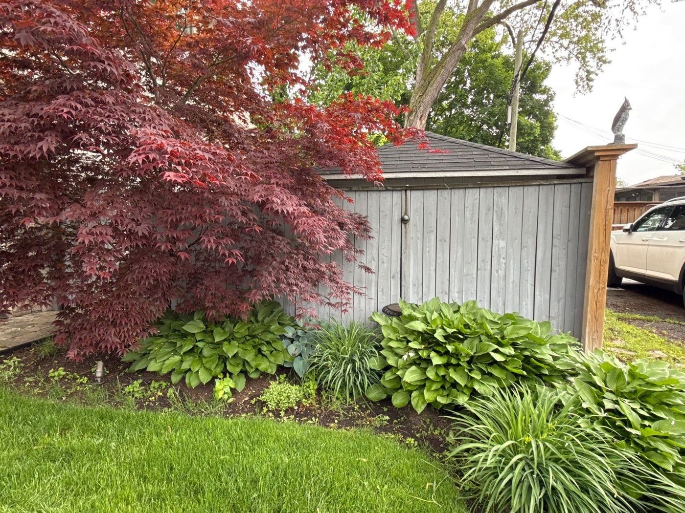 Backyard garden bed with Japanese maple and hostas