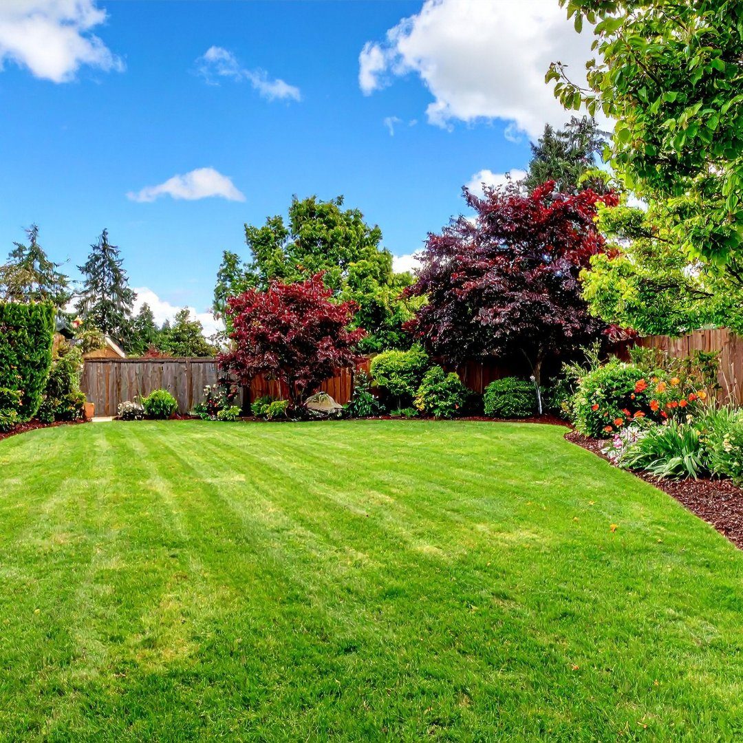 Bright manicured backyard with red trees